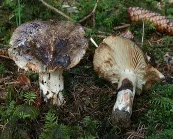 Szenes galambgomba
