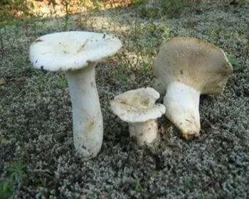 Fehértejű keserűgomba
