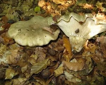 Pelyhes keserűgomba