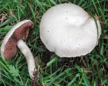Mezei csiperke