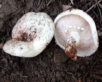 Rózsáslemezű keserűgomba