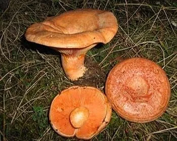Ízletes rizike