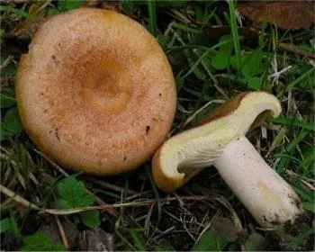 Sárgulótejű tejelőgomba