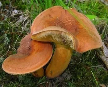 Kenyérgomba