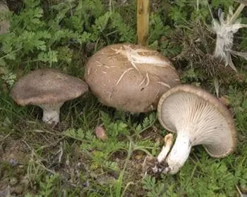 Ördögszekér laskagomba