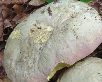 Sátántinóru - Rubroboletus satanas