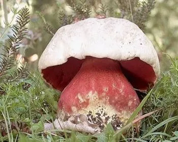 Sátántinóru - Rubroboletus satanas