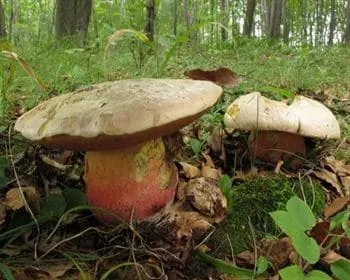 Sátántinóru - Rubroboletus satanas