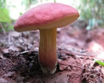 Piros tinóru