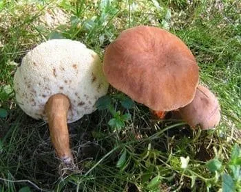 Gesztenyebarna tinóru