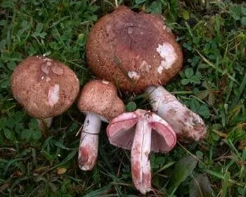 Lomberdei csiperke