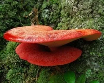 Májgomba