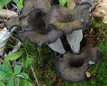 Sötét trombitagomba