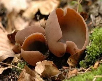Barna csészegomba