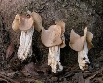 Fodros papsapkagomba