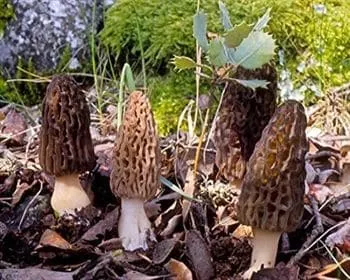 Hegyes kucsmagomba