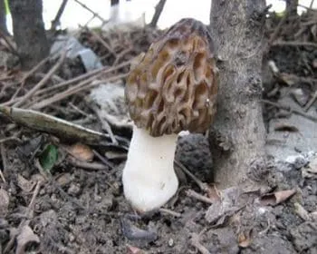 Fattyú kucsmagomba