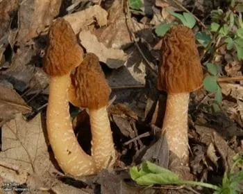 Cseh kucsmagomba