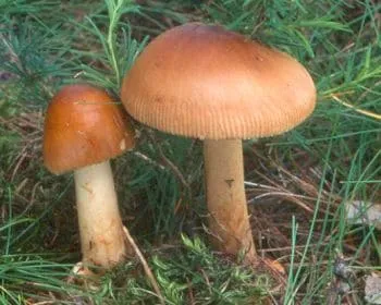 Rőt selyemgomba