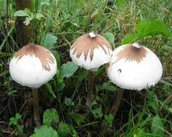 Barnagyűrűs nagyőzlábgomba