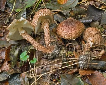 Barnatüskés őzlábgomba