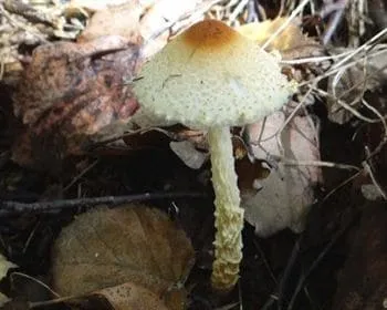 Gyapjas őzlábgomba