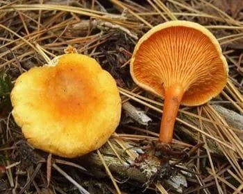 Narancssárga tölcsérgomba