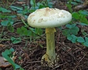 Citromgalóca