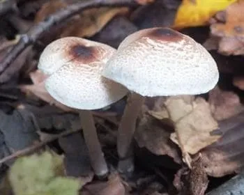 Büdös őzlábgomba