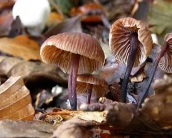 Undorító szegfűgomba