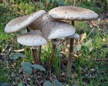 Nagy őzlábgomba