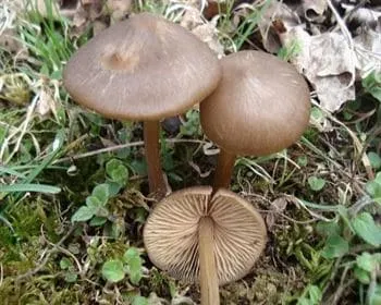 Tavaszi döggomba