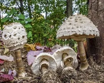 Piruló őzlábgomba