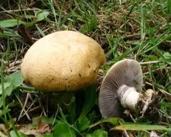 Sárga harmatgomba