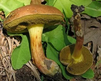 Molyhos tinóru