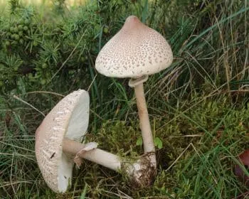 Karcsú őzlábgomba