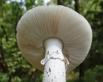 Bíbor galóca - Amanita porphyria