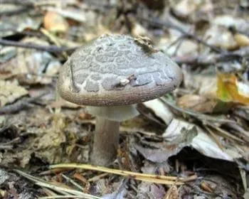 Bíbor galóca - Amanita porphyria