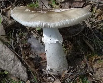 Bíbor galóca - Amanita porphyria