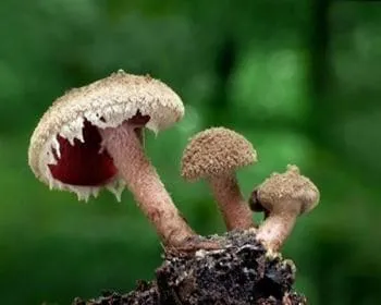 Vöröslemezű őzlábgomba