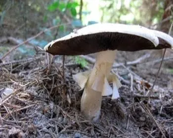 Karcsú csiperke