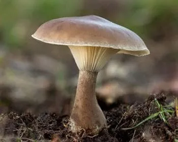 Duzzadttönkű tölcsérgomba