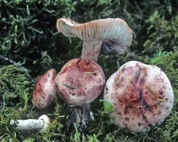 Vörösfoltos csigagomba