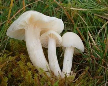 Fehér nyirokgomba