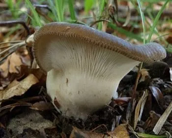 Földi állaskagomba