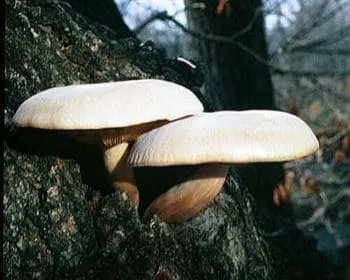 Laskapereszke