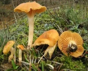 Élénkszínű nyirokgomba