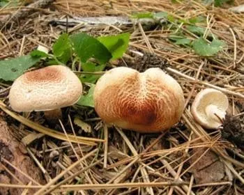 Rózsás őzlábgomba