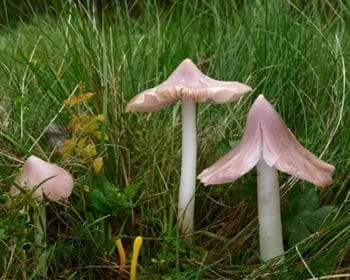 Rózsaszínű nedűgomba