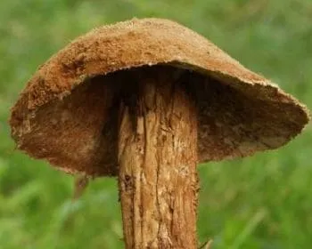 Álszömörcsög